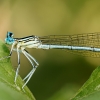 Platycnemis Pennipes — Cheny — 70 × 50 cm