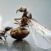 Lasius Niger — Sceaux — 60 × 40 cm