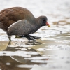 Gallinula Chloropus — 20251201 — 40 × 30 cm