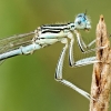 Platycnemis Pennipes — 20250722 — 70 × 50 cm