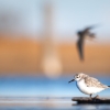 Calidris Alba — 20251205 — 40 × 30 cm
