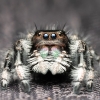 Landscape of 20250124,25-Jade Phidippus Regius Apalachicola — 40 × 30 cm