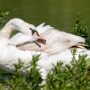 Cygnus Olor — 20250516 — 40 × 30 cm