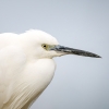 Larus Michahellis — 20251201 — 70 × 50 cm