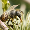 Apis Mellifera — Cheny 