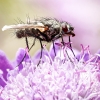 Eriothrix Rufomaculatus — 20250811 — 60 × 40 cm