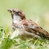 House Sparrow in 20250812 — 40 × 30 cm