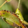 Small Gold Grasshopper in Frasne — 60 × 40 cm