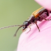 Oedemera Femorata — 20250521 — 70 × 50 cm