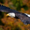 Haliaeetus Leucocephalus — 20251014 — 40 × 30 cm
