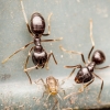 Lasius Fuliginosus — Joigny
