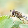 Scaeva Selenitica — 20250812 — 40 × 30 cm