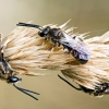 Lasioglossum Calceatum — Cheny — 60 × 40 cm
