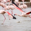 Phoenicopterus Roseus — 20251201 — 70 × 50 cm