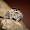 Sofia — Phidippus Regius Le gosier — 40 × 30 cm