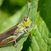 Stauroderus Scalaris — 20250811 — 40 × 30 cm