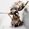 Rhyparochromus Vulgaris — 20250521 — 70 × 50 cm