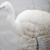 Egretta Garzetta — 20251201 — 40 × 30 cm