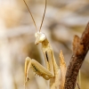 European Praying Mantis in Venoy — 30 × 40 cm
