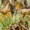 Carpocoris Purpureipennis — 20250720 — 40 × 30 cm