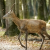 Cervus Elaphus — 20251014 — 40 × 30 cm