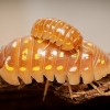 Armandillidium Frontetriangulum Corfu Orange — 60 × 40 cm