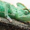 Calyptratus — 20251115-2025-11-15 — 60 × 40 cm
