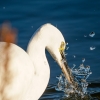 Egretta Garzetta — 20251205 — 60 × 40 cm