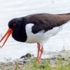 Haematopus Ostralegus — 20250518 — 40 × 30 cm