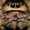 20250124,25 Cercei Phidippus Regius Dos Gardenas — 60 × 40 cm