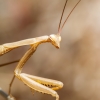 European Praying Mantis in Cheny — 30 × 40 cm