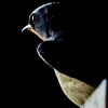 Hirundo Rustica — Rosnay — 50 × 70 cm