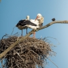 Ciconia Ciconia — Vergign