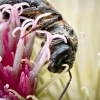 Macropis Europaea — 20250722 — 60 × 40 cm