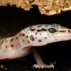 Eublepharis Macularius — 20251114-2025-11-15 — 70 × 50 cm