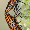 Striped Shield Bug in Cheny — 30 × 40 cm