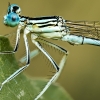 Platycnemis Pennipes — Cheny — 40 × 30 cm