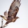 Common Buzzard in 20251204 — 60 × 40 cm
