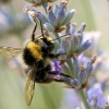 Bombus Pratorum — Venoy — 70 × 50 cm
