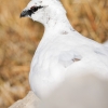 Lagopus Muta 202 — Saint-Agnan-en-Vercors — 40 × 30 cm