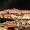 Boa Constrictor — 20251115-2025-11-15 — 40 × 30 cm