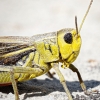 Arcyptera Fusca — 20250811 — 70 × 50 cm