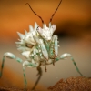 Pseudocreobotra Lestoni — 70 × 50 cm