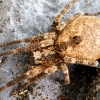 Zoropsis Spinimana — Joigny
