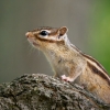 Eutamias Sibiricus — Buc — 70 × 50 cm