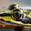Water Frog in Mézières-en-Brenne — 60 × 40 cm
