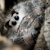 Landscape of Phidippus Regius Apalachicola — 40 × 30 cm