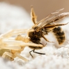 Misumena Vatia X Apis Mellifera — Venoy — 40 × 30 cm