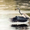 Grey Heron in Rosnay — 70 × 50 cm