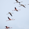 Phoenicopterus Roseus — 20251201 — 40 × 30 cm